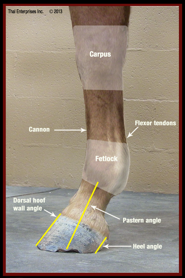 Lower Front LImb Side View no 1