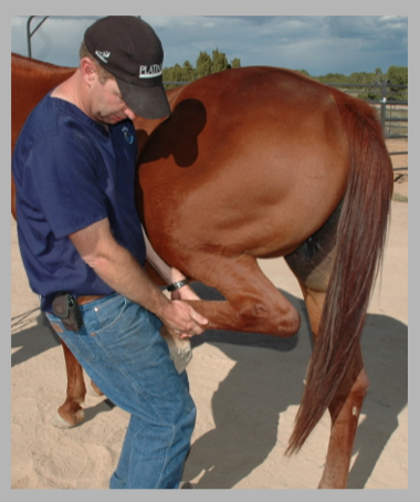 The author performing a hock/stifle flexion exam.