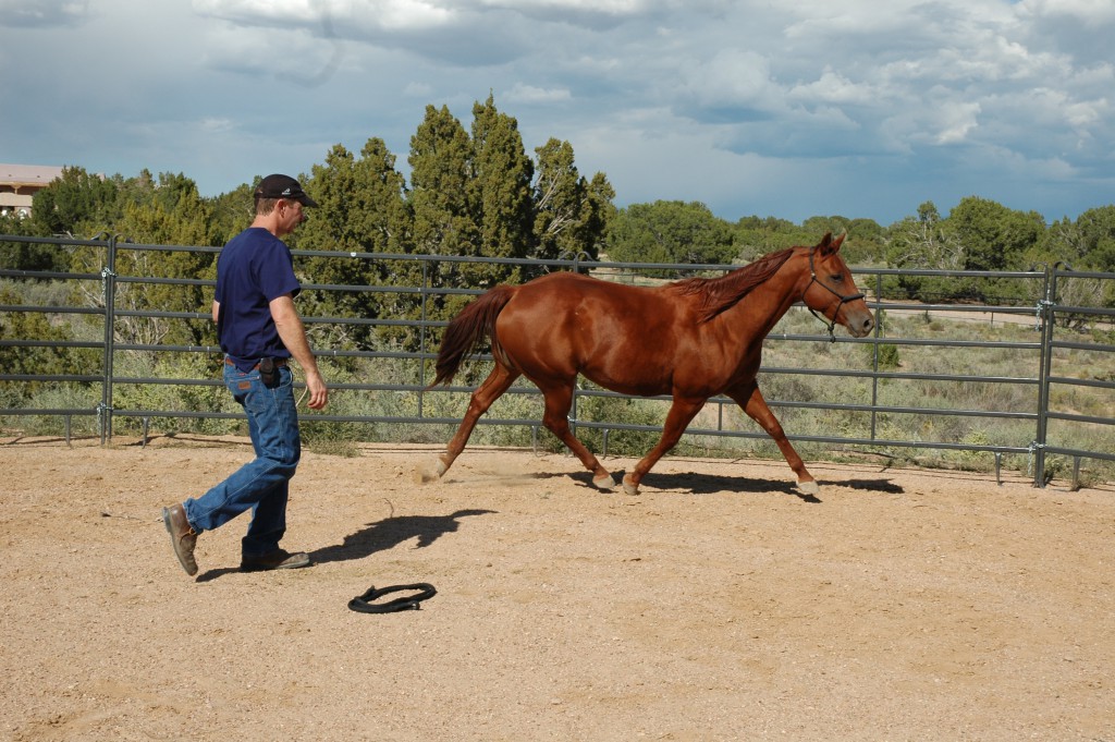 Lameness Exam Round Pen