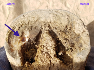 sole abscess horses