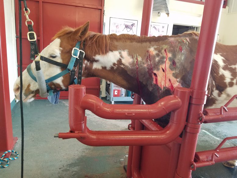 Paint Horse Suffering from Clostridial myonecrosis