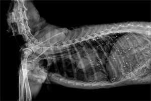 Radiograph showing a deer killed with a lead bullet. Fragmentation is bright white. 