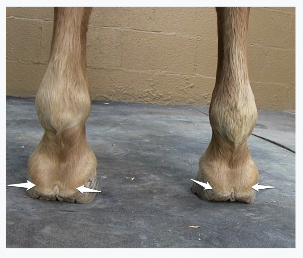 Viewing the front hooves from behind on a flat surface. This horse has inside and outside heels of each hoof that are roughly the same height, and the heel heights are also roughly same left to right.