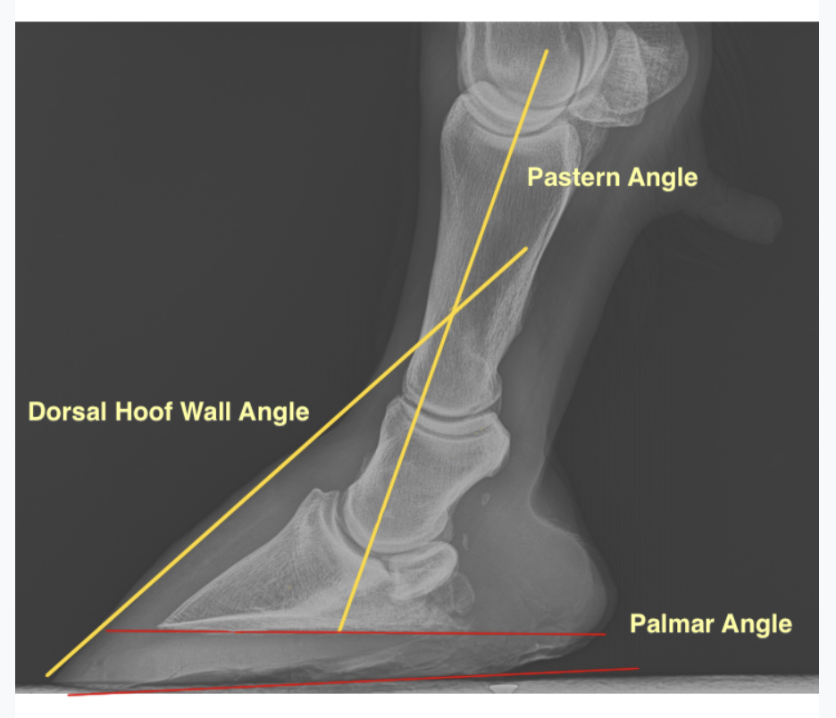 A side (lateral) view of a limb with a severely "broken back dorsal hoof wall/pastern angle”. These two lines should ideally be parallel.