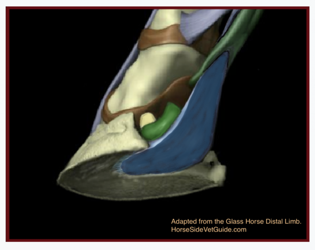 Looking from below, at the 8:00 position showing the DDFT (blue) attaching on P3 (Coffin bone), coursing over the bursa (green) and the navicular bone peeking out from behind (Yellow). Adapted from the Glass Horse Distal Limb.