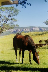 Old horse euthanasia article 